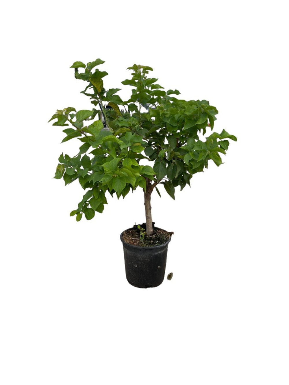 Prunier nain 80/100 cm