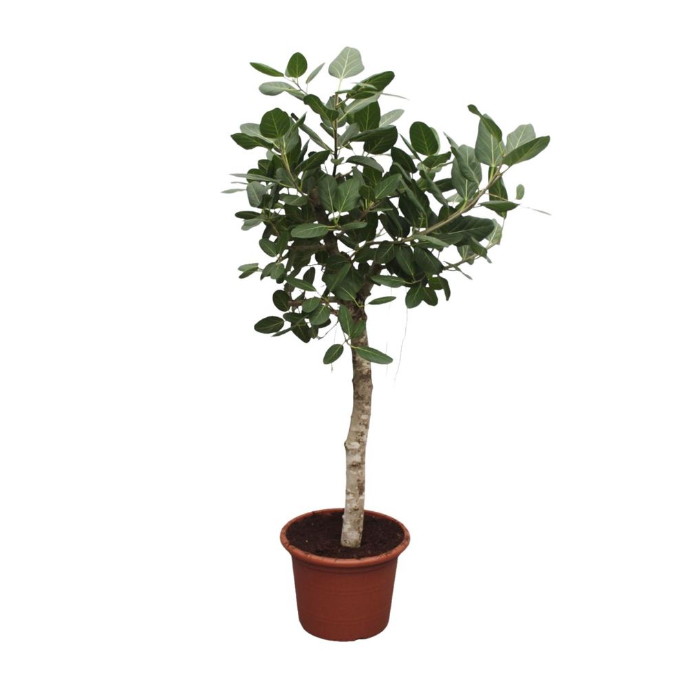 Ficus benghalensis ramifié - plantes d'intérieur