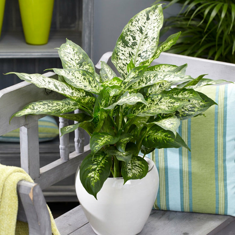 Dieffenbachia compacta - le pot / ø 12cm / hauteur livrée 35-40cm