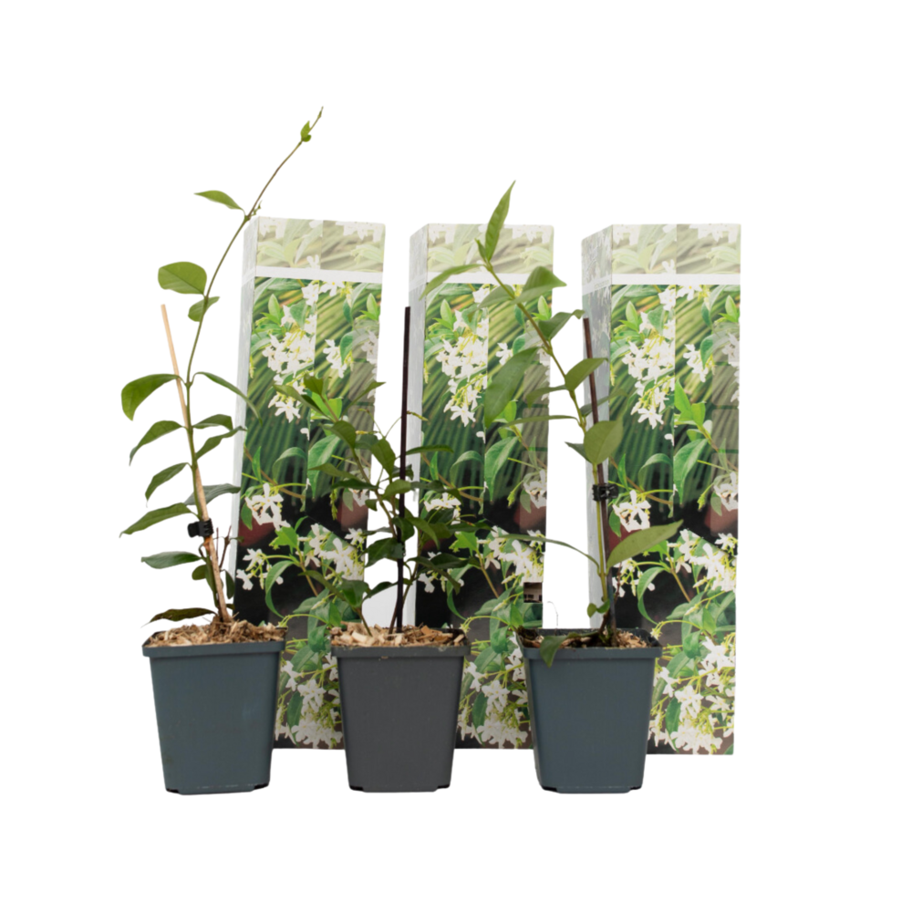 Jasmin étoilé - set de 3 - trachelospermum jasminoides - hauteur 25-40cm - ⌀9cm