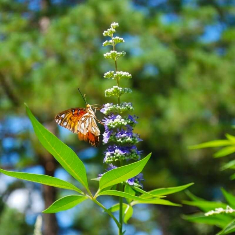 Gattilier (vitex agnus-castus)
