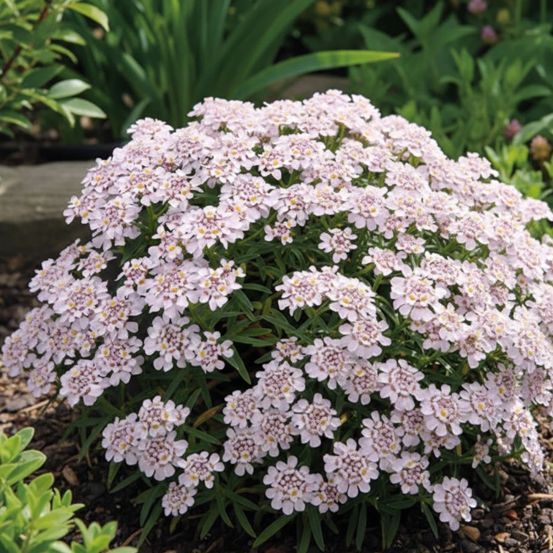 Iberis sweetheart lot de 9 godets