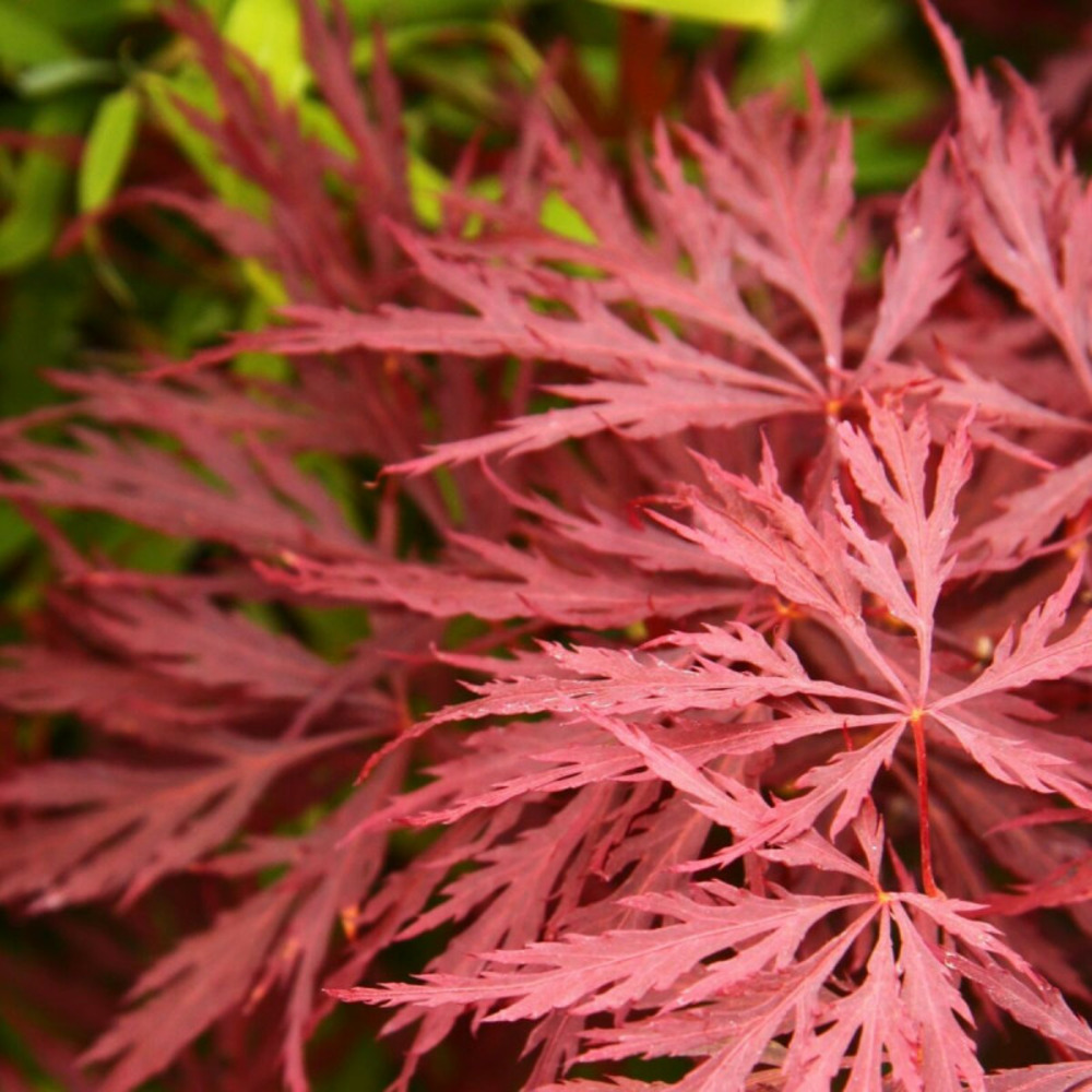 Érable du japon deshojo, acer palmatum pot de 4l - 40/60 cm