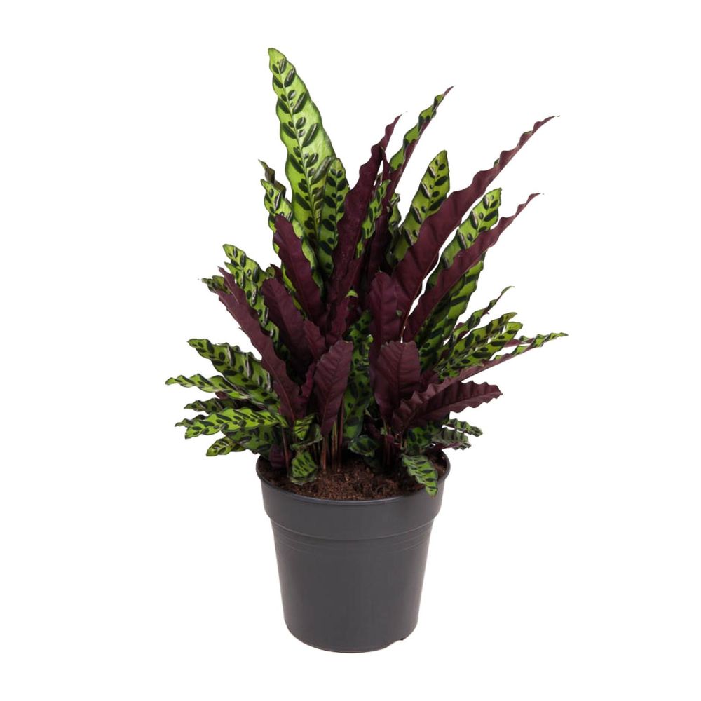 Calathea lancifolia - ø27cm - ↕70cm - plantes d'intérieur