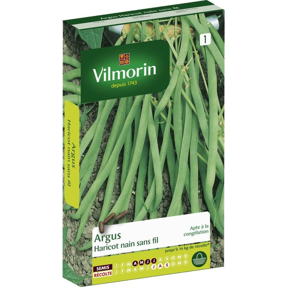 Graines de haricot nain sans fil argus vilmorin