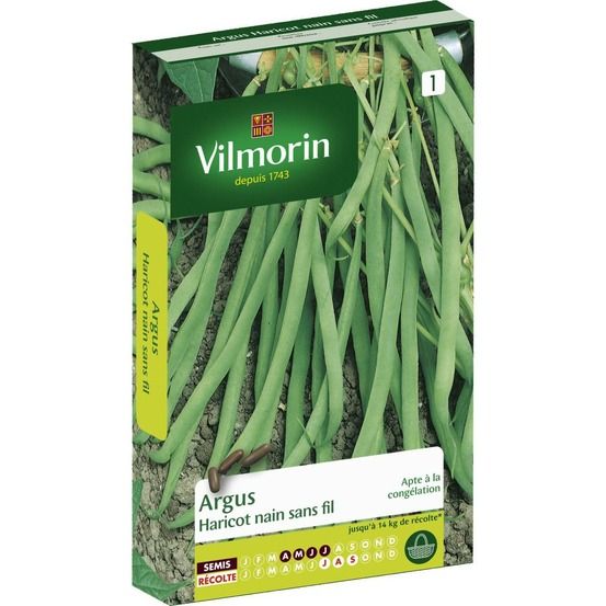 Graines de haricot nain sans fil argus vilmorin
