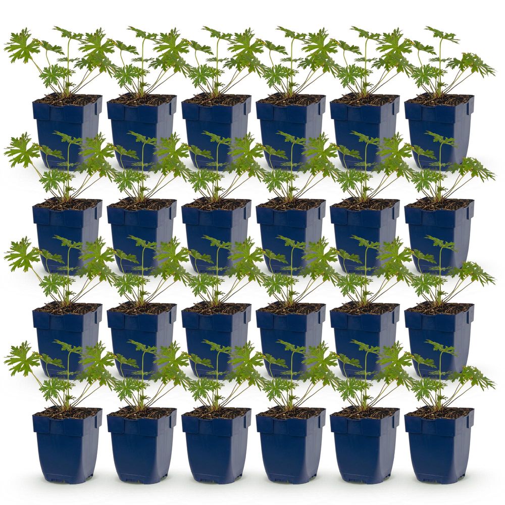 Géranium vivace 'johnson's blue' - lot de 24 - pot 11 cm - hauteur 25 cm