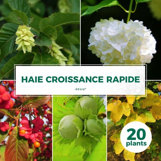 Kit Haie Collection Croissance Rapide 20P