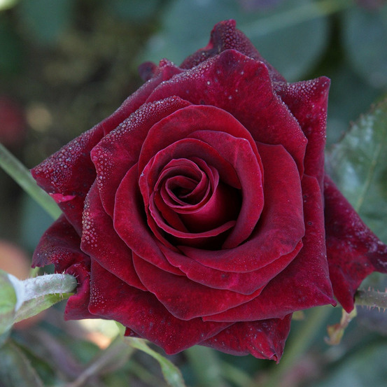 Rosier buisson black baccara ® meidebenne - le pot / 4l / hauteur livrée 15-40cm