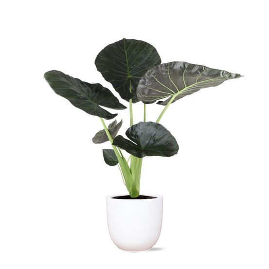 Alocasia regal shield et son pot blanc - hauteur 110cm