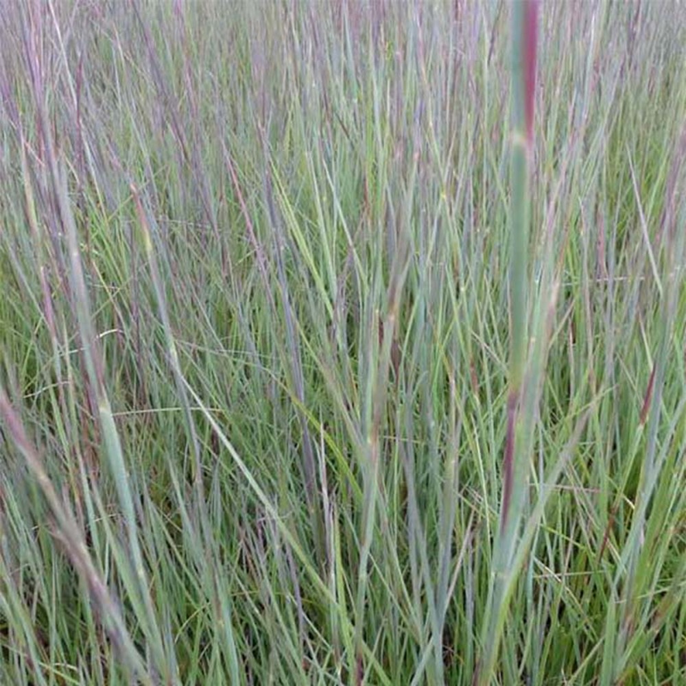 Schizachyrium scoparium 'prairie blues' godet de 8/9 cm