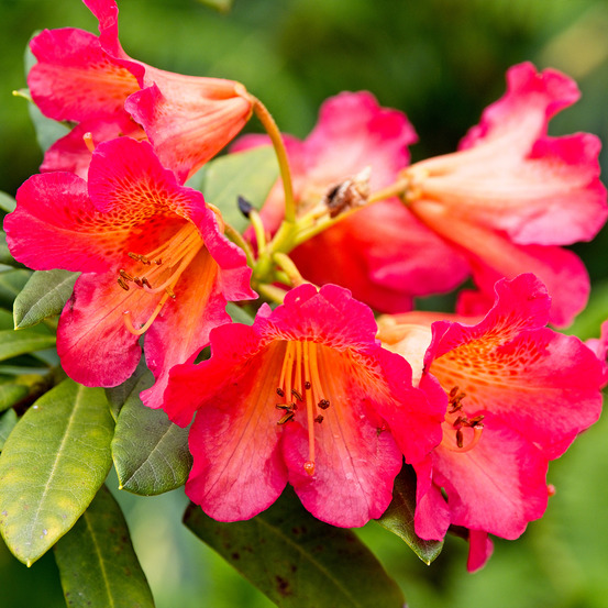 Rhododendron 'scyphocalyx' pot de 6l/7l