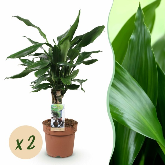 Dracaena fragrans steudneri – lot de 2 – hauteur 50-55 cm