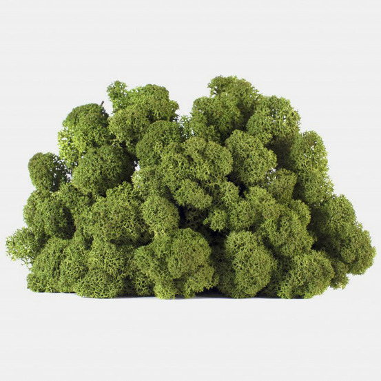 Lic/0570 lichen stabilisée vert w-box 0,5 kg