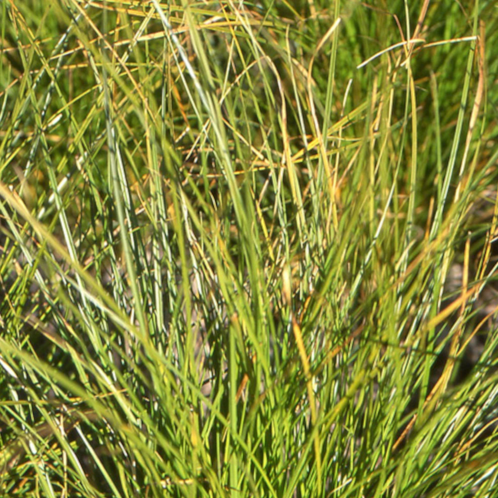 Laîche de nouvelle-zélande lot de 9 godets