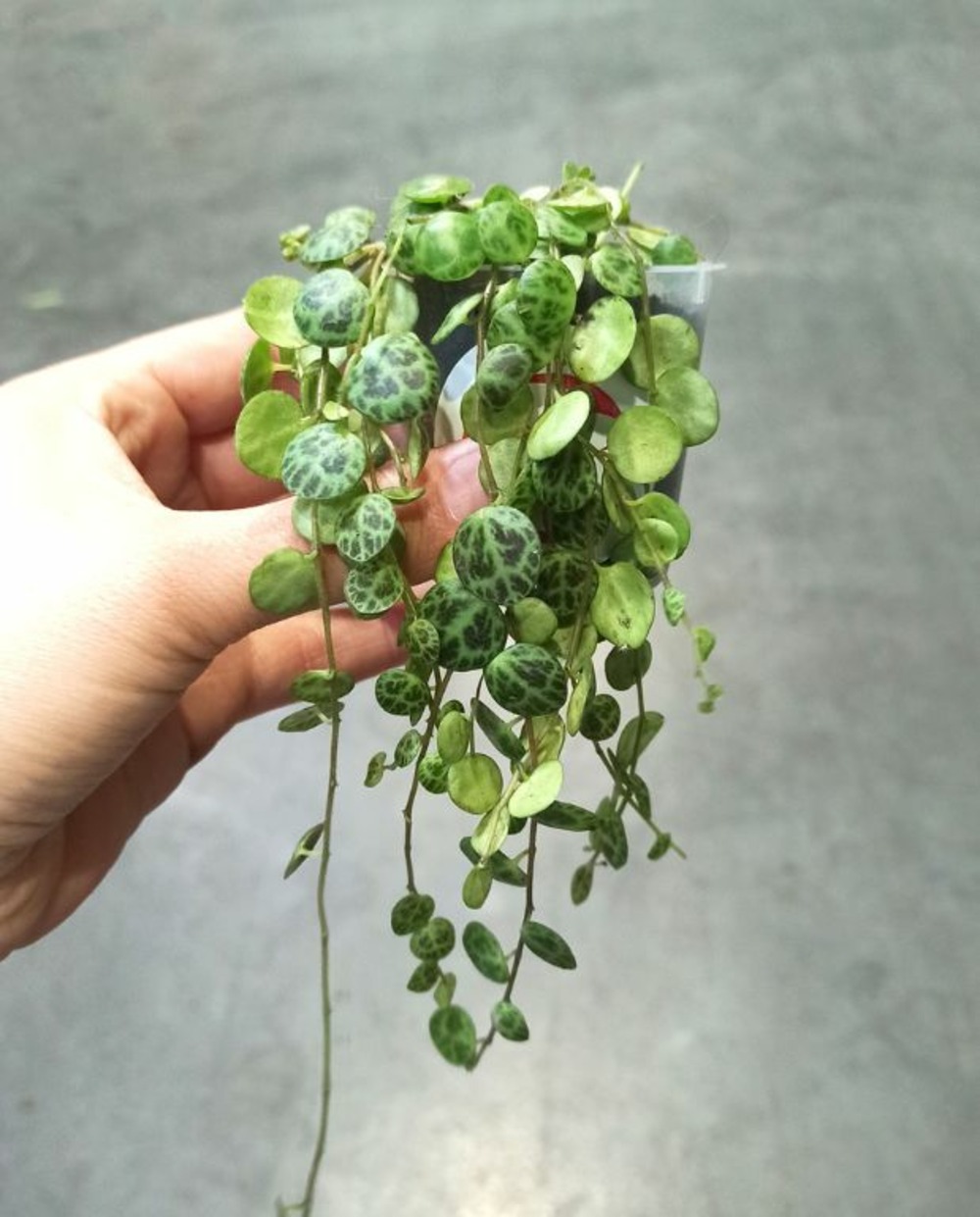 Peperomia prostrata - chaîne de tortue small d. 9cm h. 10cm - plante d'intérieur