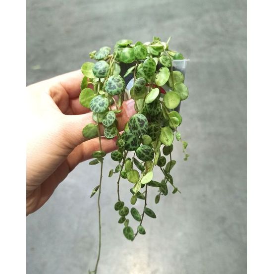 Peperomia prostrata - chaîne de tortue small d. 9cm h. 10cm - plante d'intérieur