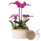 Orchidées ensemble de plantes violettes dans un panier en coton avec réservoir d'eau trois orchidées violettes et trois plantes