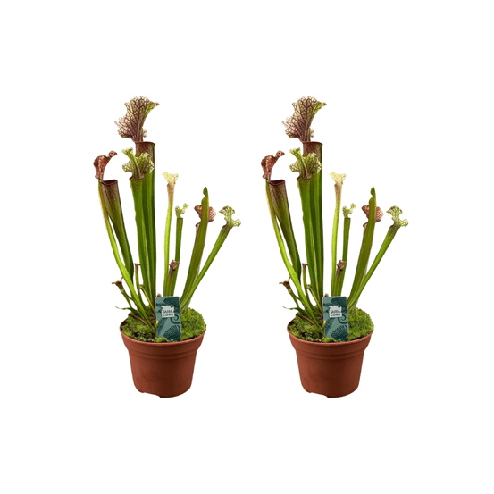 Lot de 2 - sarracenia judith hindle - h30 cm