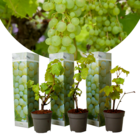 Plants de raisin - set de 3 - vitis vinifera - raisin blanc - rustique - pot 9cm - hauteur 25-40cm