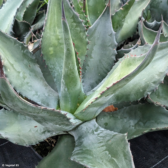 Agave salmiana - agave de salm pot de 3l/4l
