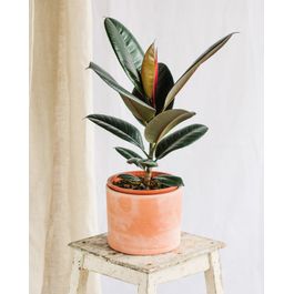Arbre d'intérieur facile d'entretien : 4 plantes pour une déco Arbre d'intérieur facile d'entretien : 4 plantes pour une déco