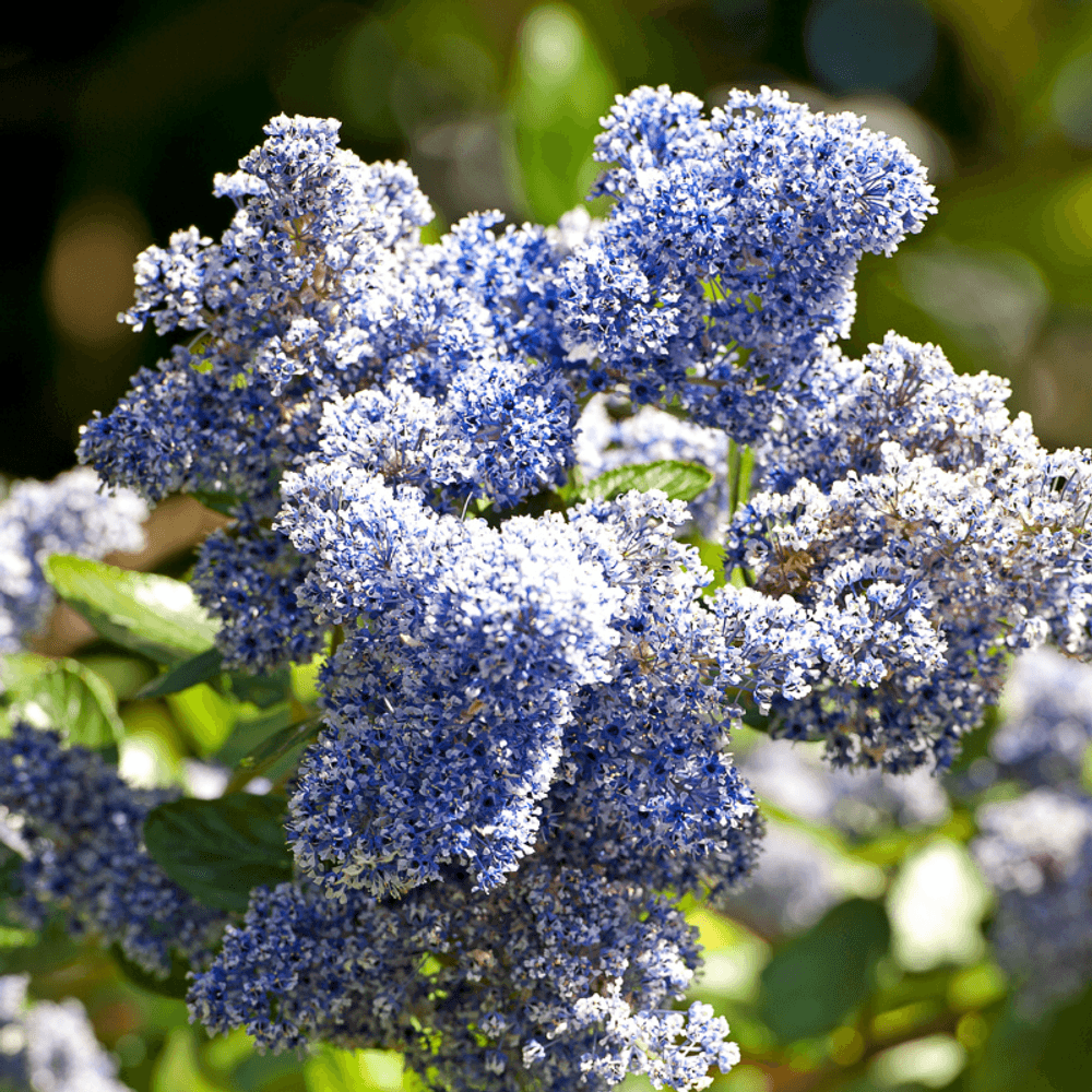 Lilas de californie blue mound - ceanothus blue mound pot 3l