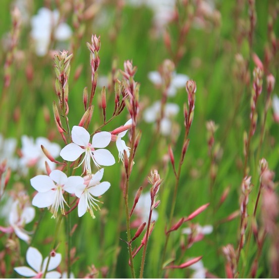 6 x gaura lindheimeri 'short form' – godet 9cm x 9cm – variété basse floraison estivale longue