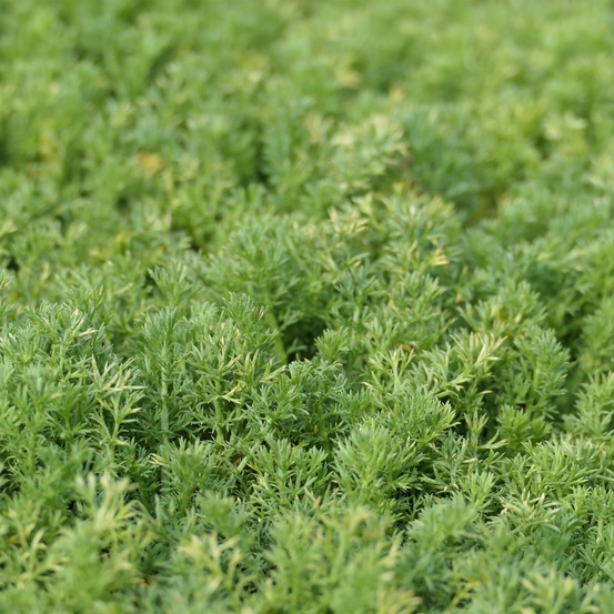 Camomille romaine treneague - le pot / ø 9cm, vendu par lot de 2