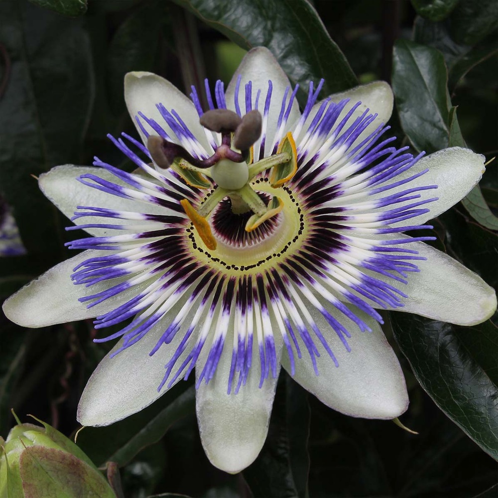 Lot de 2 - passiflora caerulea - fleur de la passion - bleu & blanc - 50-70 cm de haut - pot 15 cm