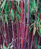 20 bambous à cannes rouges, bambou des pandas - haie de 20 m long, les 20 pots / 1.5l / hauteur livrée environ 40cm
