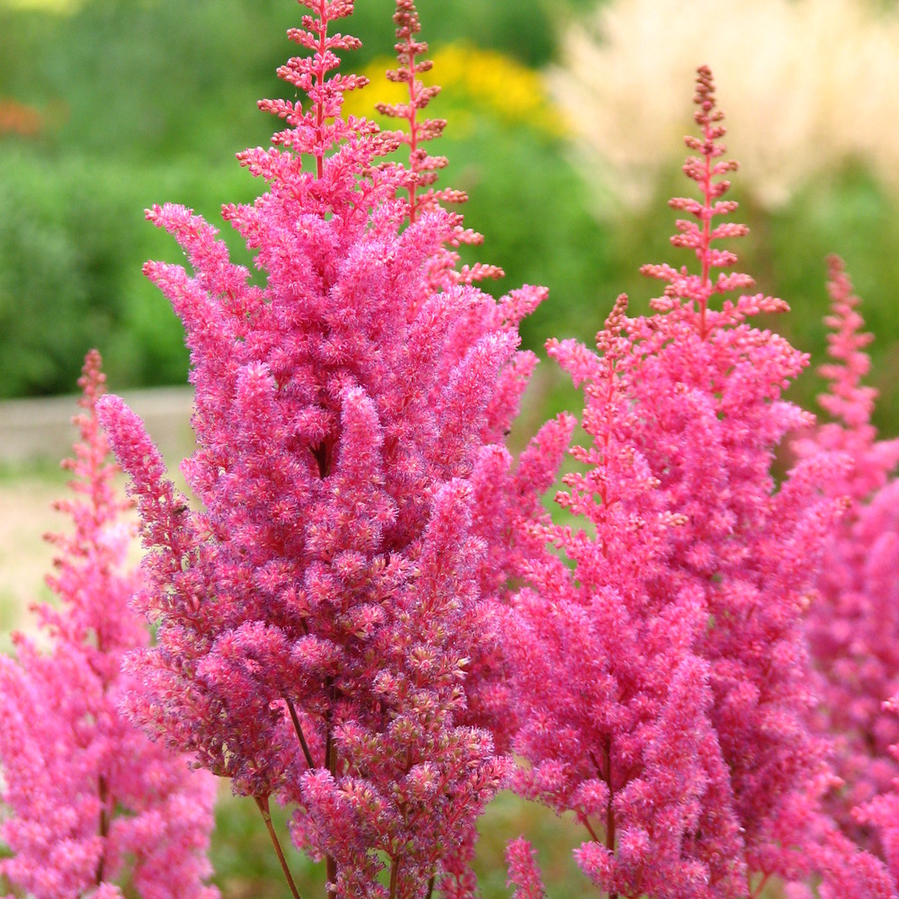 Astilbe de chine 'veronica close' godet de 8/9 cm