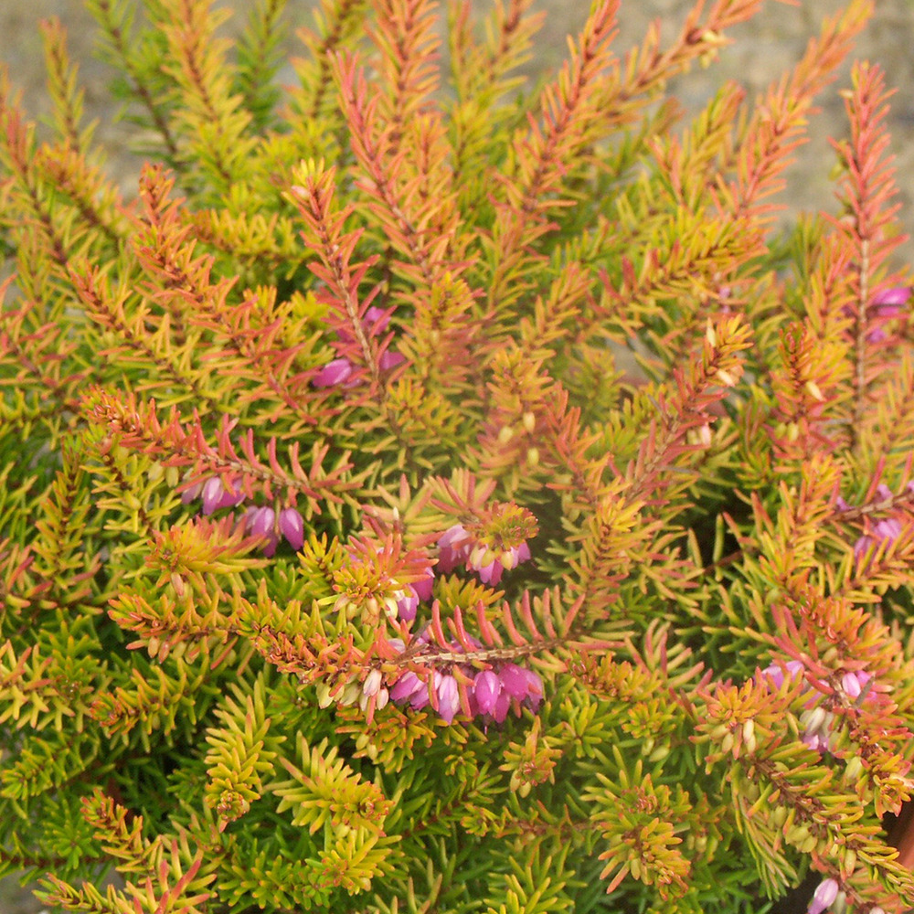 Erica darleyensis marie helen - bruyère d'hiver godet de 8/9 cm