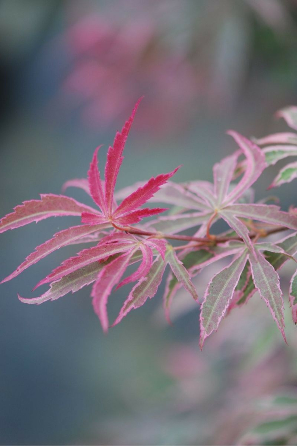 Érable du japon palmatum 'shirazz' - en pot de 2 litres