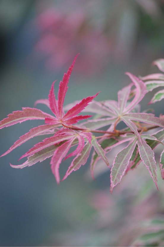 Érable du japon palmatum 'shirazz' - en pot de 2 litres