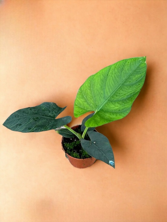 Alocasia scabriuscula