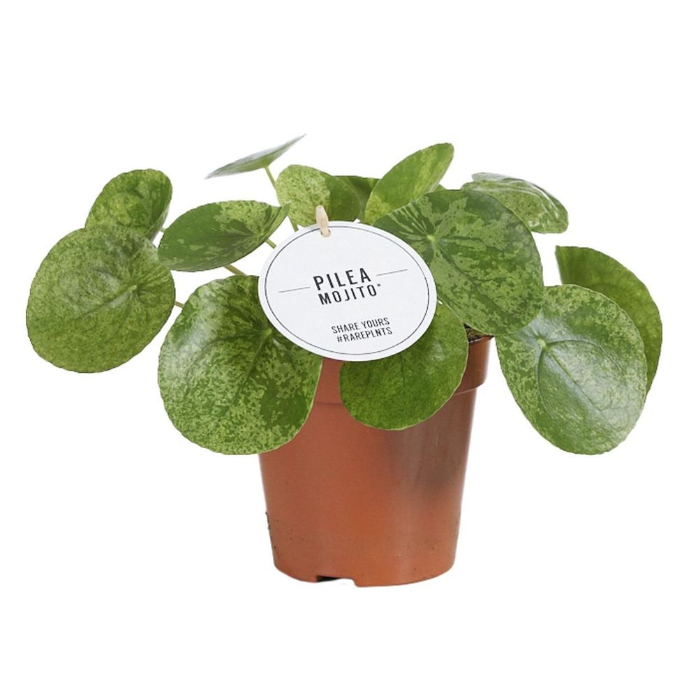 Pilea mojito - ø13cm - ↕20cm - plantes d'intérieur
