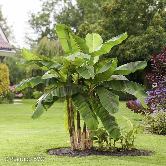 Bananier du japon ever red - le pot / 1l / hauteur livrée 20-30cm, vendu par lot de 2