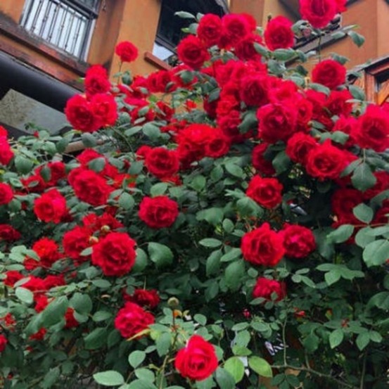 Graines de rosier grimpant rouge (100 comprimés)