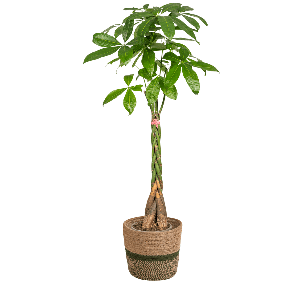 Pachira aquatica avec cache-pot tressé ø24cm - ↕120 - 140cm - plantes d'intérieur
