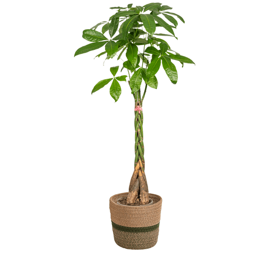 Pachira aquatica avec cache-pot tressé ø24cm - ↕120 - 140cm - plantes d'intérieur