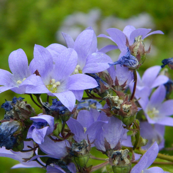 6 x campanule à fleurs laiteuses - campanula lactiflora 'pouffe' - godet 9cm x 9cm