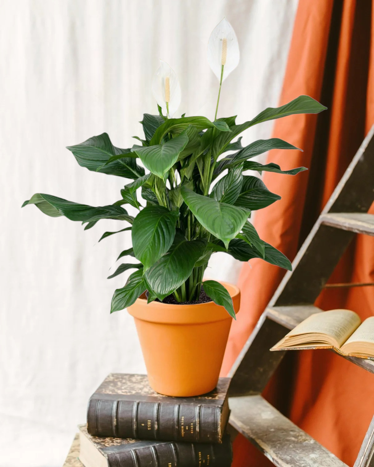 Plant in a box - kentia palmier xxl - howea forsteriana - plante verte interieur  vivante - purifiante - pot 24cm - hauteur 150-170cm