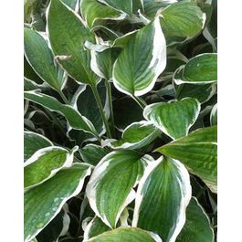 Hosta Razor's Edge Hosta zager's white edge - le pot / ø 9cm | Truffaut