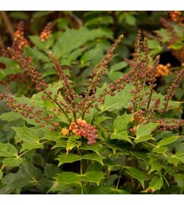 Mahonia 'cabaret' pot de 2l/3l