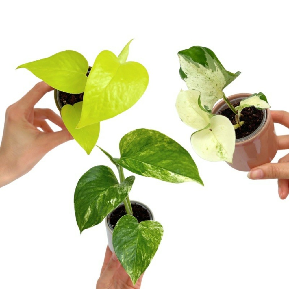 Trio pothos | epipremnum manjula - epipremnum néon - epipremnum marble queen - pot de 6cm