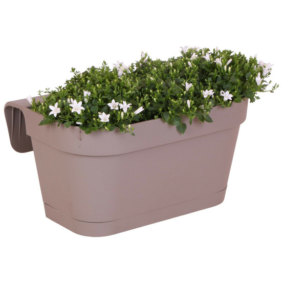 Campanule addenda - jacinthe des bois blanche - jardinière de balcon grise avec 3 campanules en pot de 12cm - vivace rustique