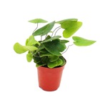 Mini plante - hemionitis arifolia - fougère coeur - idéal pour les petits bols et verres - petite plante en pot de 5,5 cm