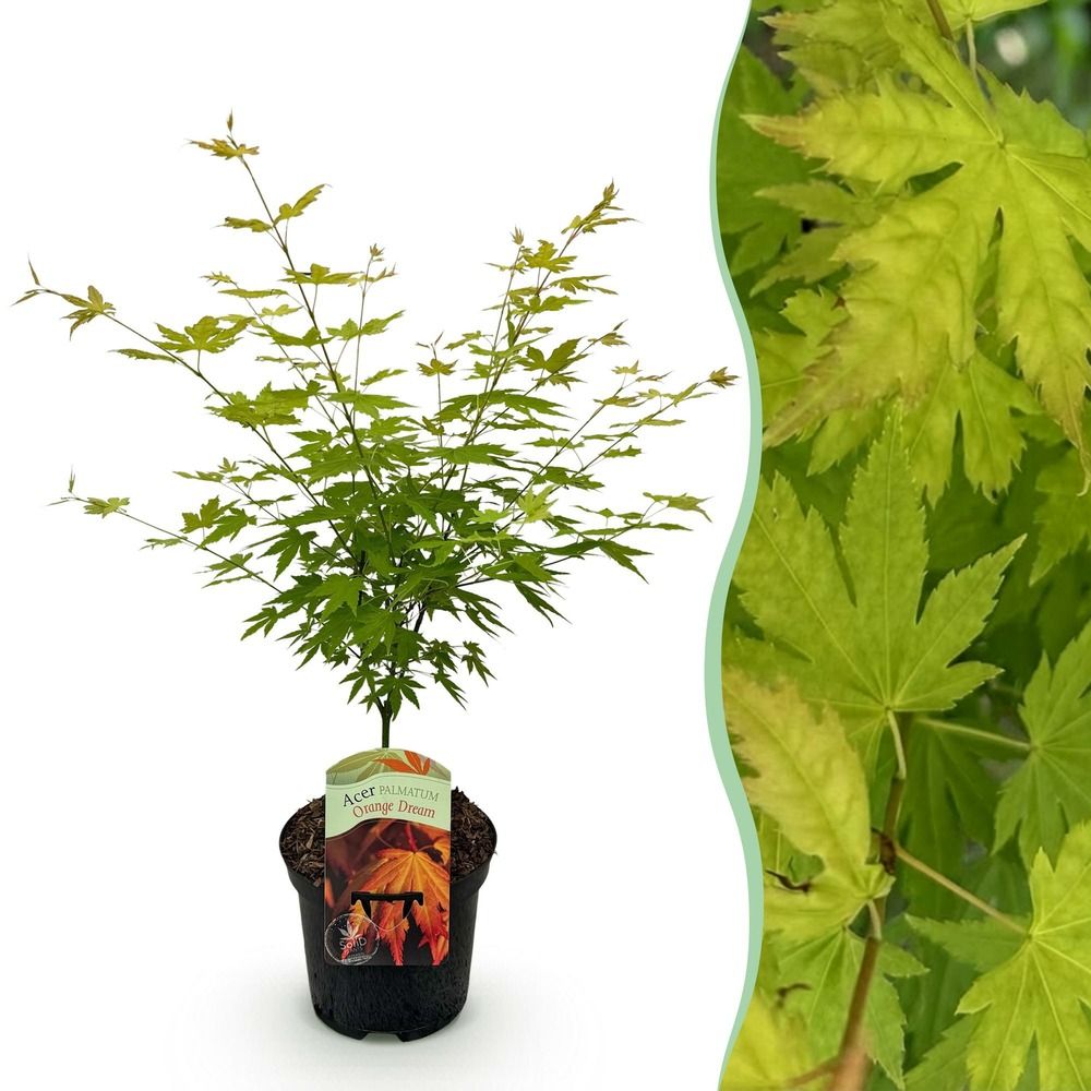 Érable du japon 'orange dream' - pot 19 cm - hauteur 70 cm