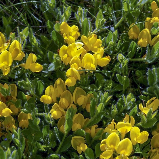 Genêt rampant pot de 2l/3l